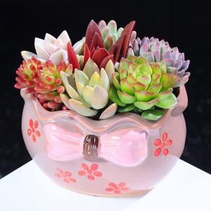 Maceta de Flores Suculentas Pintada a Mano Estilo Coreano MSH con Lazo Simple, Maceta para <span class=keywords><strong>Cactus</strong></span> - Product Image 5