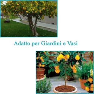 Terriccio Agrumi 20L Con Osmocote Per Limoni Aranci Mandarini E Kumquat - Product Image 3