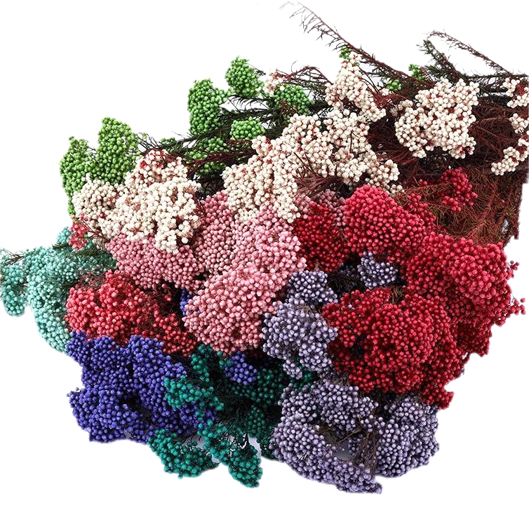 Заводская поставка, оптовая цена, консервированные цветы, мини Ozothamnus Diosmifolius, цветы из проса, рисовые цветы для Рождественского украшения