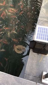 Лидер продаж, интеллектуальная автоматическая кормушка для рыбных кои, управление, кормушка для пруда для креветок EV810SW, автоматическая кормушка для рыбы - Product Image 6