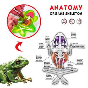 Jouet éducatif d'animaux dissectionnés, Jouets STEM, Kit de laboratoire scientifique éducatif pour la dissection de chauves-souris, Jouets de slime d'animaux simulés dissectionnés - Product Image 2