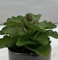 Petite plante succulente artificielle, écologique, résistante aux UV, plante en pot pour bureau, décoration de bureau à domicile, lot de plusieurs pièces