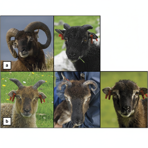 Shofar en corne de Kudu naturelle, taille personnalisée, poli, corne de mouton, décoration animale européenne pour la maison - Product Image 1