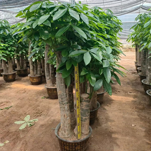 Arbre à Monnaie Bonsaï de Qualité Supérieure pour Décoration Intérieure, Pachira Porte-Bonheur Evergreen en Pot, Plantes Ornamentales Vivantes d'Extérieur en Gros - Product Image 4