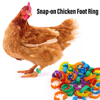 Bande de pied de volaille en plastique anneaux de pied de poulet à encliqueter bandes de jambe de poulet rétractables anneau de boucle à vendre