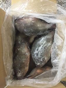 Poisson Tilapia Noir Entier en Gros, Fruits de Mer - Product Image 4