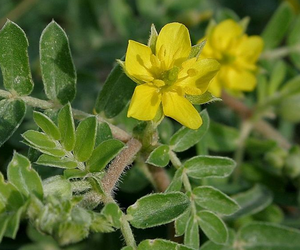 Healthway bubuk ekstrak alami murni suplemen Tribulus ekstrak - Product Image 5