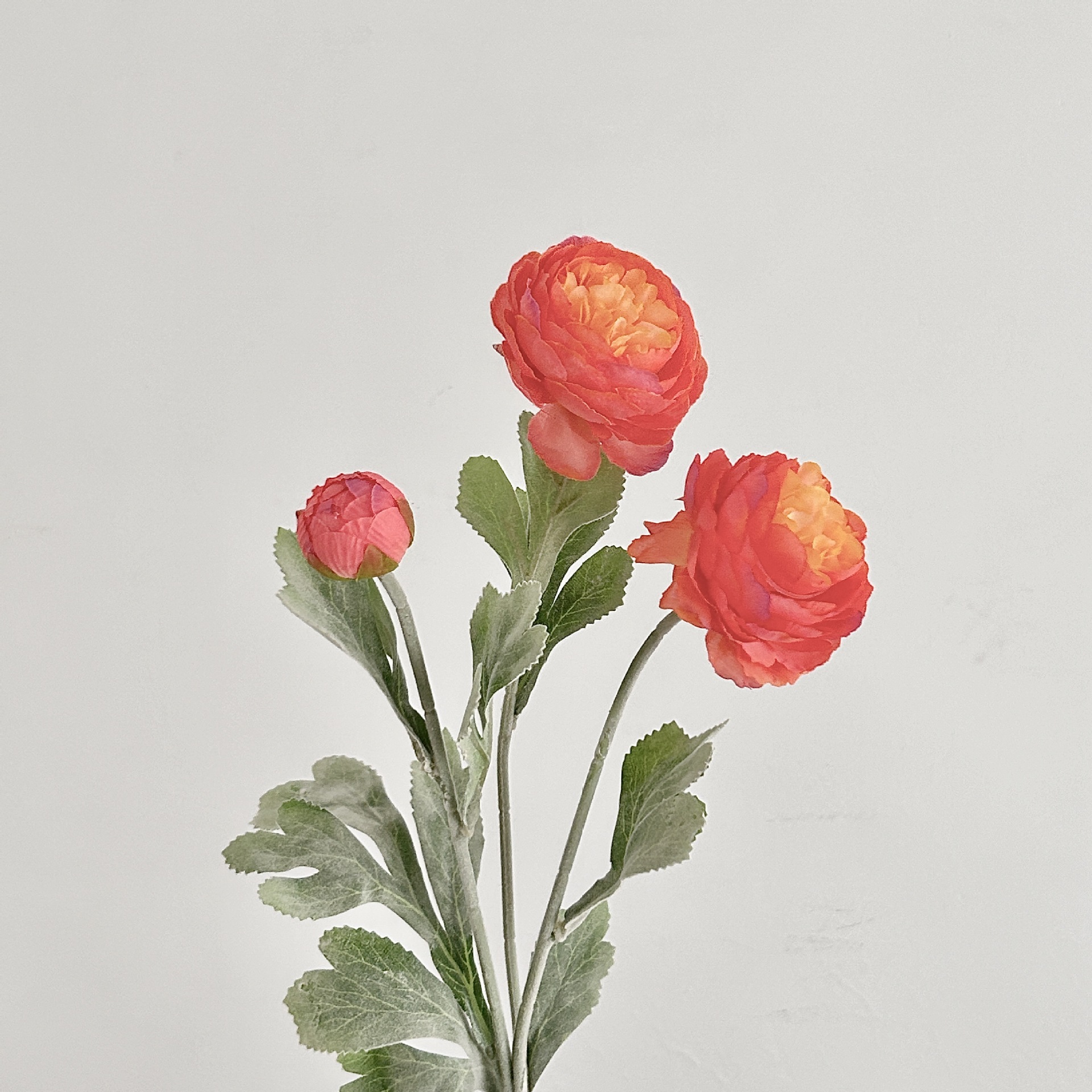 Rojo Naranja
