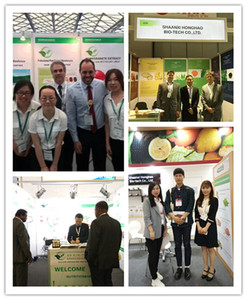 Крупные партии zein, порошок кукурузного белка zein - Product Image 4