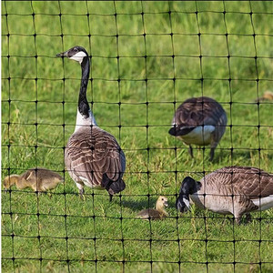 <span class=keywords><strong>2025</strong></span> mô hình mới chống mole lưới nhựa lưới vườn lưới nhựa lưới - Product Image 2