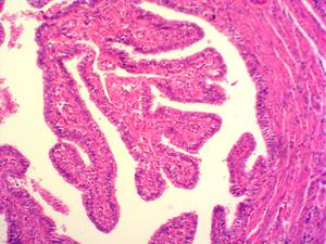 Recursos didáticos para tipos histológicos para fabricantes de lâminas microscópicas para Biologia no ensino médico - Product Image 3