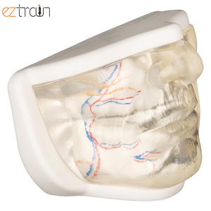 แบบจำลองใบหน้าส่วนล่างของผู้หญิง<span class=keywords><strong>ท</strong></span>ี่มีหลอดเลือดแบบจำลองใบหน้าที่มีกากบาทการฝึกยกด้าย - Product Image 4