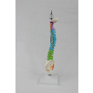 DARHMMY Modelo de Columna Vertebral Humana de 45 cm con Vértebras <span class=keywords><strong>y</strong></span> Pelvis de Colores, Sin Huesos de Pierna, Chasis de PVC con Gancho - Product Image 3