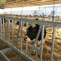 Pack clé en main d'élevage laitier de 500 bovins de moyenne taille : équipement d'allaitement, d'alimentation automatique, d'abreuvement et de traitement des excrèmements