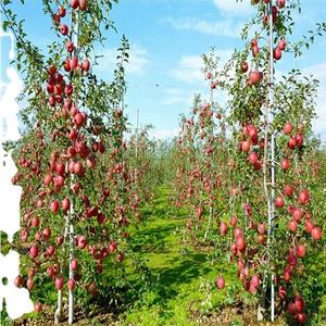 Tige de support pour arbre fruitier en fibre de verre résistant à la corrosion - Product Image 6