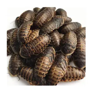 Dubia-alimento para cucarachas y animales, Snacks ecológicos para mascotas, alimentos frescos para reptiles y Dubia
