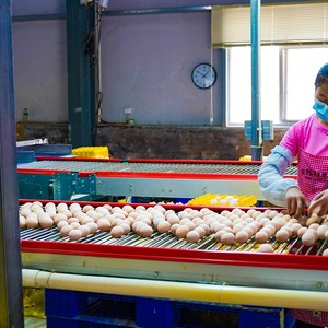 30000-200000 Gà Nuôi hệ thống h-loại lớp lồng thức ăn phát triển Máy Pin gà lồng - Product Image 5