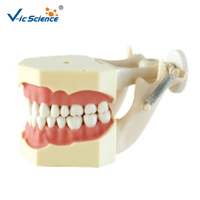 Modelo de Entrenamiento Dental con 32 Dientes Anatómicos, Encía Suave, Marco de Mandíbula DP con Fijación por Tornillo para Laboratorio de Habilidades Clínicas, CE ISO ROHS CNAS