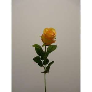 MILAN BOSS SPRAY 70CM YL - Product Image 1