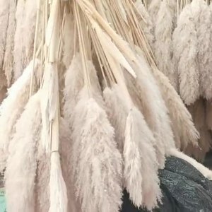 Décoration de mariage bohème en gros, décoration de Noël, grande plume de <span class=keywords><strong>pampas</strong></span> séchée, faite à la main, 150 cm, herbe naturelle préservée séchée - Product Image 2