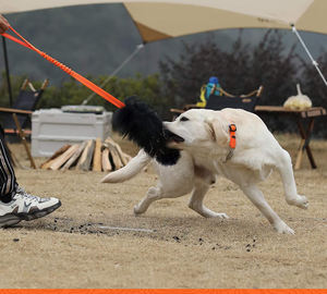 Cuerda Bungee Chaser para <span class=keywords><strong>perro</strong></span>, juguete 100% piel <span class=keywords><strong>de</strong></span> oveja, olor a oveja, Correa Tug para todas las edades - Product Image 5