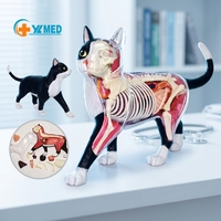 Modèle d'anatomie animale de chat simulé en 28 parties pour la science médicale, cadeau pour enfants, ressource pédagogique CE/ISO