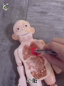 Modelo de Órganos Humanos Educativo para Niños, Juguete de Ciencia y Tecnología, Ensamblaje DIY, Cognición Temprana, STEAM, Juguete Médico Interno - Product Image 6