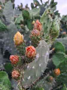 น้ำมันดอกไซเปรสบาฮีอา ลาบอราทีโอ สำหรับขายส่ง ปรับสมดุลค่า pH ปราศจากแอลกอฮอล์ เหมาะสำหรับทุกสภาพผิว อายุการเก็บรักษา 3 ปี - Product Image 4