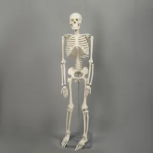 42cm model kerangka mesin model skeleton struktur manusia anatomi medis jenis lantai kerangka