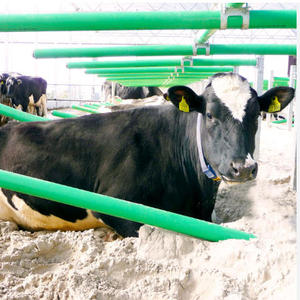 Nouveaux boxes flexibles pour vaches laitières en tuyaux PE, avec poteaux en acier galvanisé, pour un confort accru et une production laitière améliorée - Product Image 2
