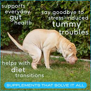 Integratore Naturale Probiotico OEM/ODM per Cani - Enzimi Digestivi e Prebiotici, Supporto per Intestino e Sistema Immunitario - Product Image 5