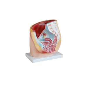 Modelo Anatómico Sagital Femenino de PVC ADA-A1086 para Escuelas de Medicina y Entrenamiento en Ciencias Anatómicas, Origen Shanghái - Product Image 1