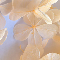 DIY Blumenmaterial Echte Unvergängliche Atlantis-Holz-Hortensie Konservierte Blumen Champagner-Hortensie für Festdekoration