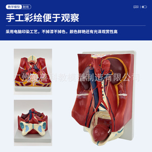 Modelo del sistema urinario humano; pared abdominal posterior, riñones, vejiga, órganos abdominales; estructura anatómica de datos médicos de IA - Product Image 4