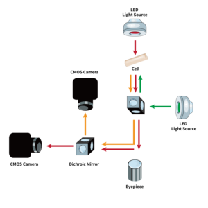 Mendeteksi Potensi Aksi dan Sinyal Transien Kalsium dalam Model Jantung Mini dan Organoid - Product Image 2