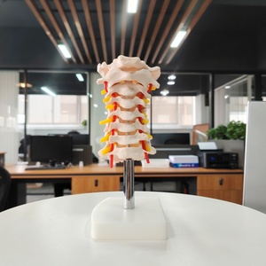 Colonne vertébrale cervicale DARHMMY avec modèle de <span class=keywords><strong>squelette</strong></span> scientifique médical de l'artère <span class=keywords><strong>du</strong></span> <span class=keywords><strong>cou</strong></span> - Product Image 3