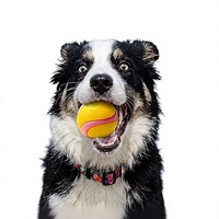 Ballon pour chien robuste et fluorescent de haute densité, résistant aux morsures, avec couineur, pour la stimulation mentale et la lutte contre l'ennui