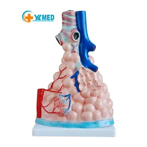 Directory Manufacturers Plastic human Magnified Pulmonary Alveoli Model