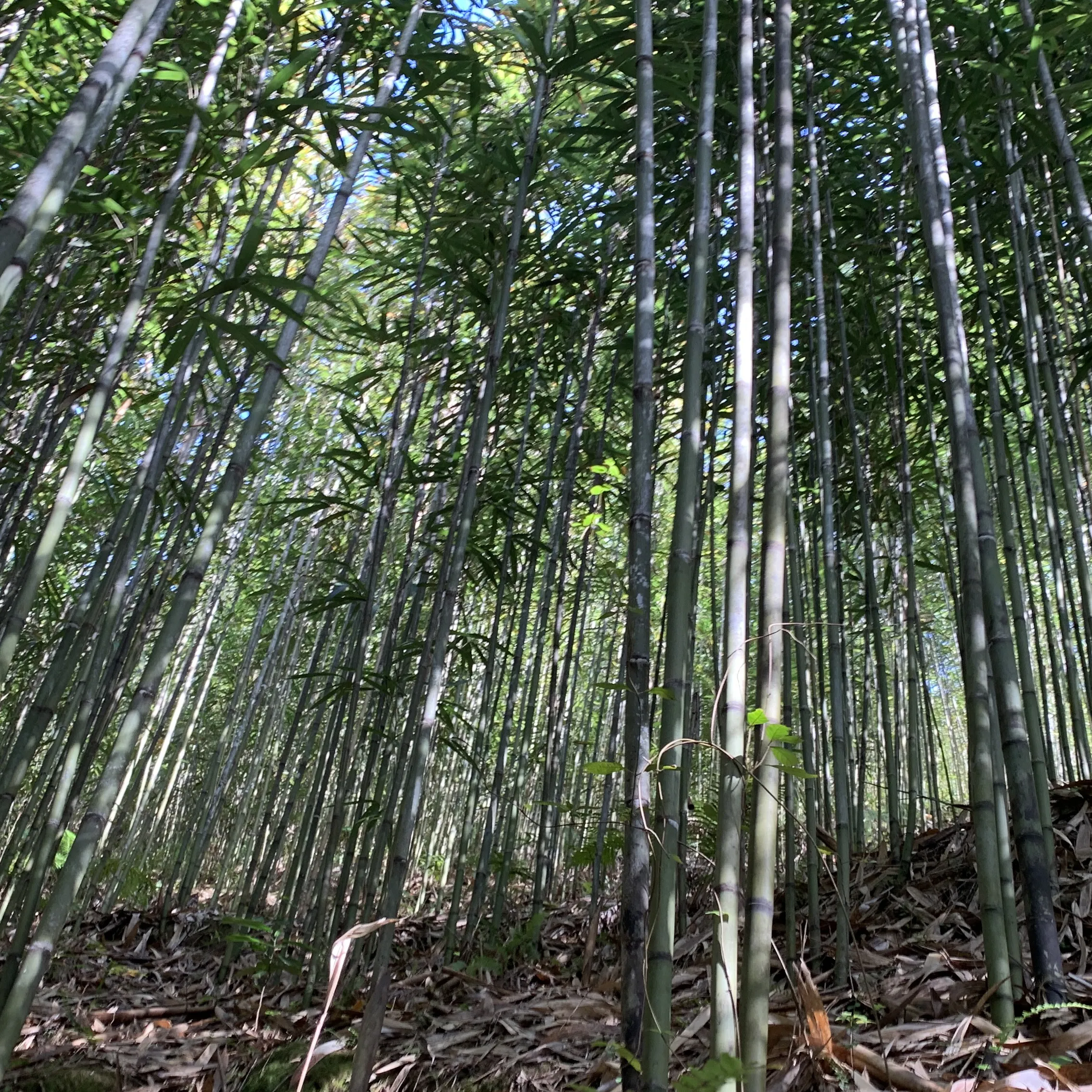 Pali di bambù pali di bambù standard di livello A bastoncini di Bambu Tonkin Bamboo