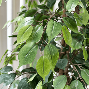 Bán Buôn 220Cm Ficus Cây Đám Cưới Lớn Cây Nhân Tạo Với Nồi Nhựa Nhân Tạo Bonsai <span class=keywords><strong>Tree</strong></span> Đối Với Trang Trí - Product Image 2