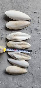 (VENTE CHAUDE 2024) -Os de seiche de haute qualité et de qualité supérieure/bon prix pour la vente/exportation du Viet Nam - Product Image 4