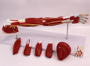 जीवन आकार हाथ शरीर रचना मॉडल उन्नत pvc 76x23x12 सेमी वैज्ञानिक शारीरिक मांसपेशियों के 7 भाग - Product Image 3