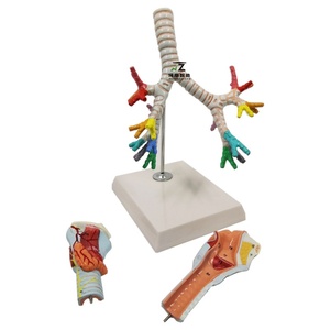 Demonstración del Broncoscopio Pulmonar en un Modelo Anatómico Laringeo Humano - Product Image 1