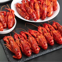 Écrevisses entières précuites surgelées Saveur originale juteuse naturelle Homard d'eau douce sans additifs