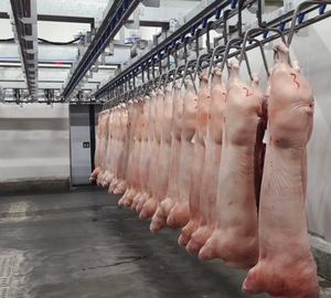 Équipement d'<span class=keywords><strong>abattage</strong></span> de porcs en acier inoxydable d'usine et machine d'<span class=keywords><strong>abattage</strong></span> de porcs, de bovins et de moutons - Product Image 1