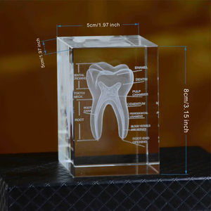 Modello di Dente in Cristallo 3D di Lusso e Souvenir della Cavità Orale per Decorazione da Tavolo ed Educazione Scientifica - Product Image 4