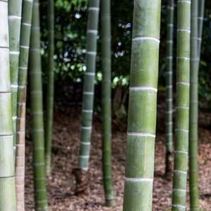 Heavy Duty Construction Bamboo Poles Large Diameter Structural Canes <b>For</b> Outdoor Project - Product Image 5