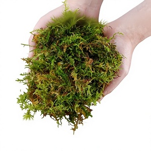Mousse de Sphagnum Sèche Verte pour la Culture de Plantes, la Reproduction de Semis, la Hibernation des Reptiles et des Tortues, Substrat à Absorption Moyenne - Product Image 3
