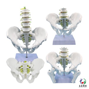 Matériel pédagogique pour l'enseignement de la bassine masculine avec cinq vertèbres lombaires, colonne vertébrale, nerfs, sacrum, coccyx et squelette. - Product Image 2