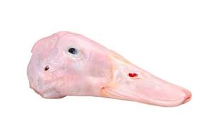 Cabeza de Pato Congelada BQF Premium, Grado A, Venta al Por Mayor, 24 Meses de Vida Útil, Para Hoteles, Restaurantes, Catering, Importadores Globales - Product Image 2
